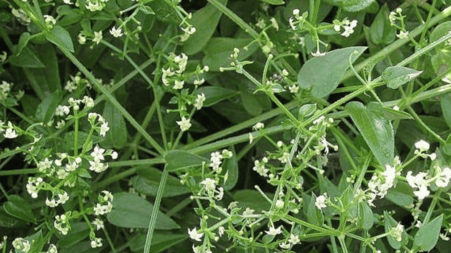 Cây dại xưa cho lợn ăn, nay cắt bán tha hồ “hốt bạc”